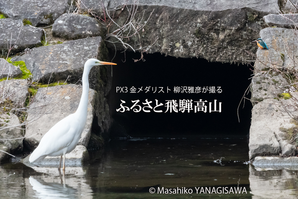 　撮影・柳沢雅彦