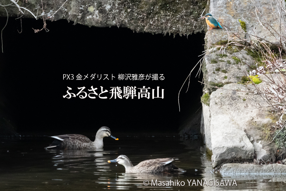 　撮影・柳沢雅彦