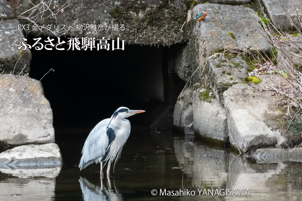 　撮影・柳沢雅彦