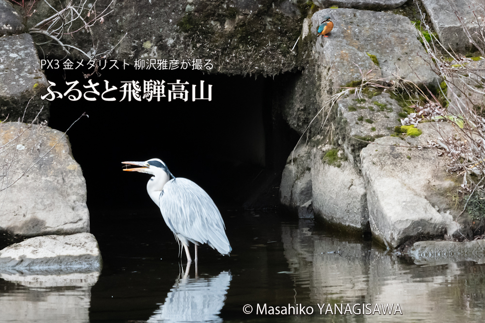 　撮影・柳沢雅彦