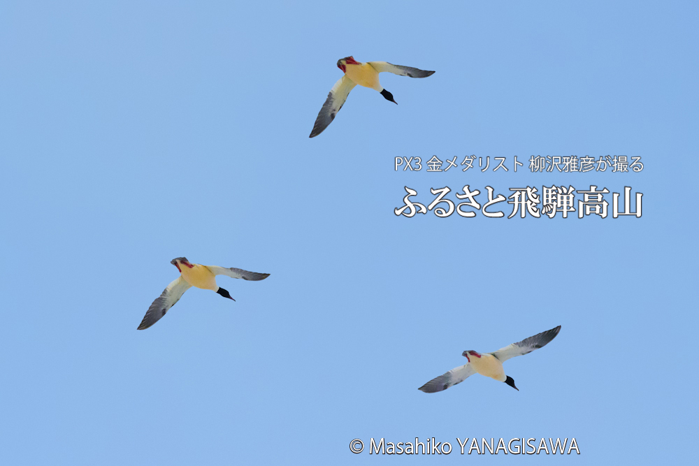 　撮影・柳沢雅彦