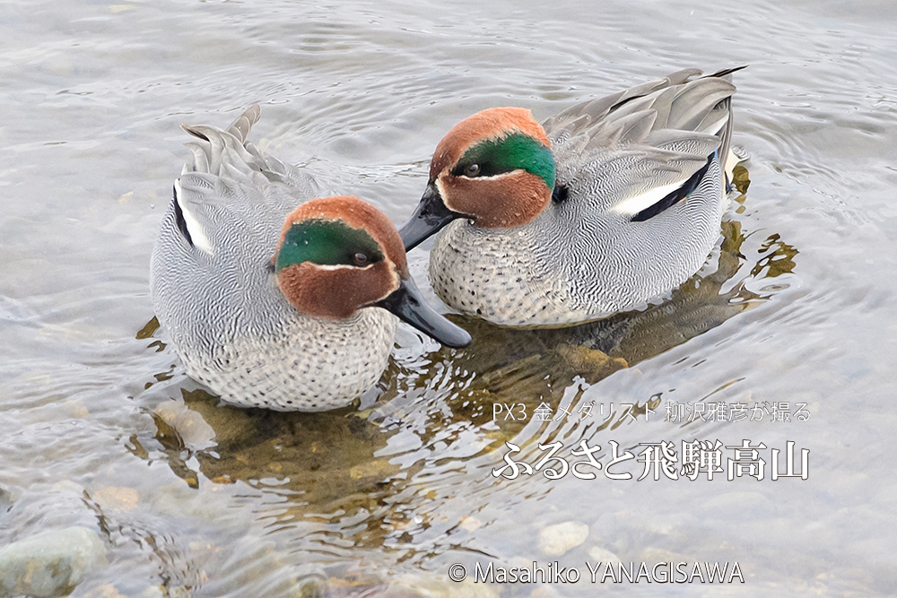 　撮影・柳沢雅彦