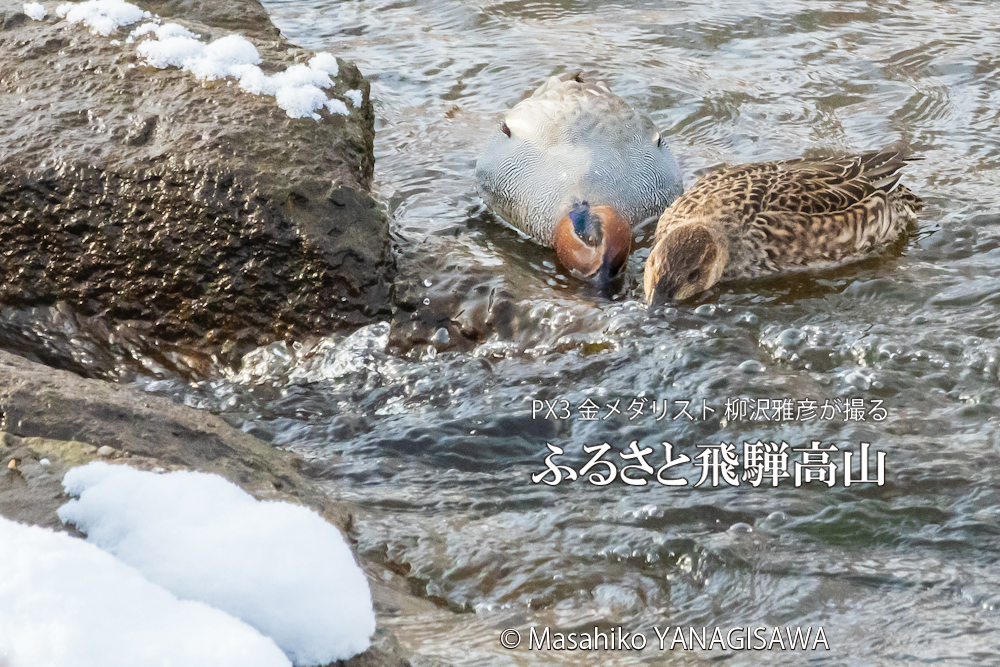 　撮影・柳沢雅彦