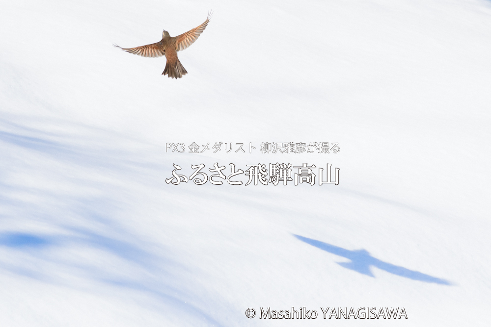 　撮影・柳沢雅彦