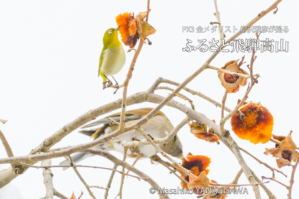 　撮影・柳沢雅彦