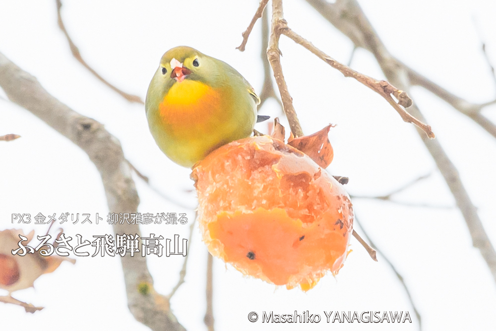 　撮影・柳沢雅彦