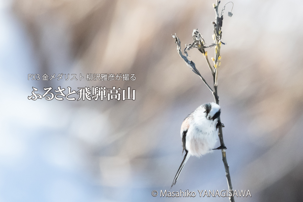 　撮影・柳沢雅彦