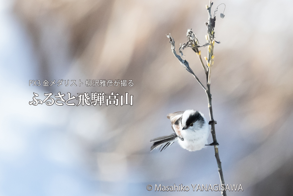 　撮影・柳沢雅彦