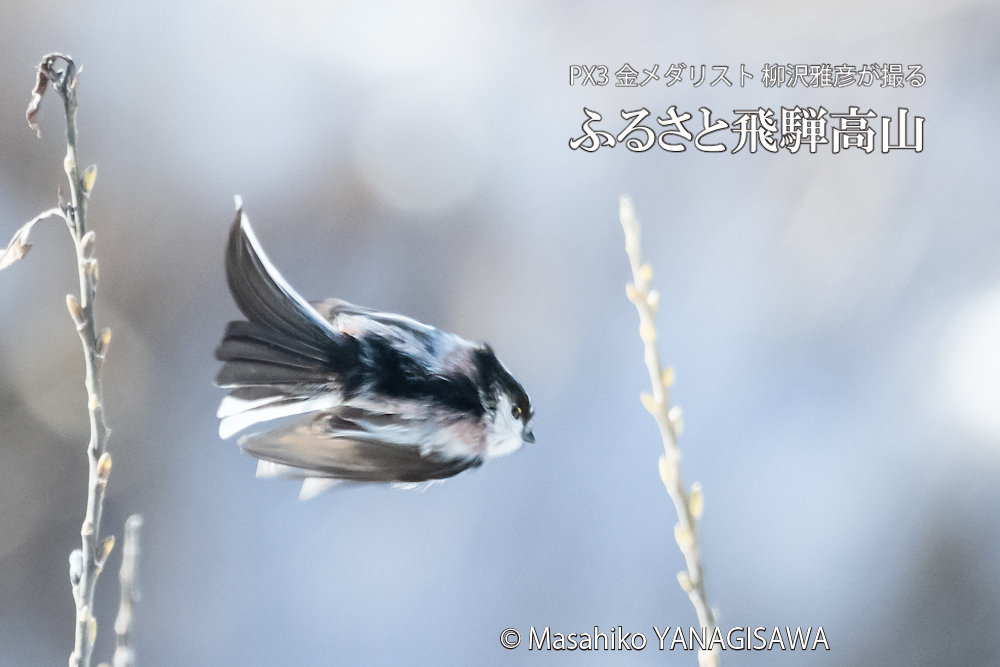 　撮影・柳沢雅彦