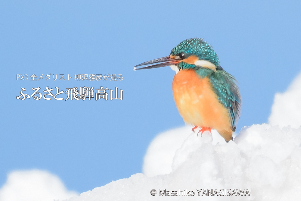 　撮影・柳沢雅彦