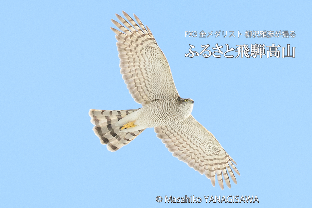 　撮影・柳沢雅彦