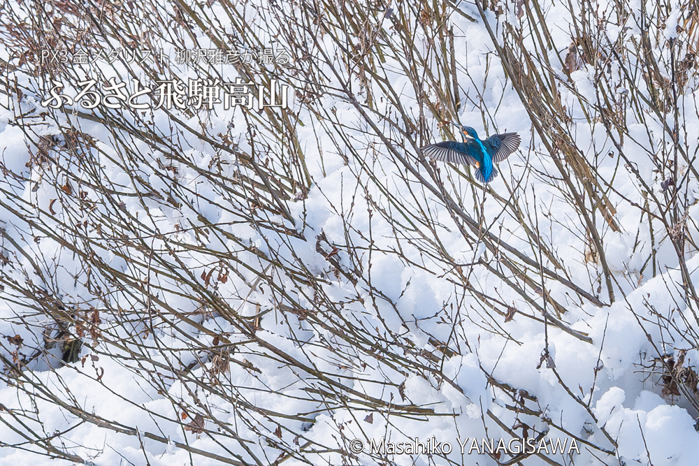 　撮影・柳沢雅彦