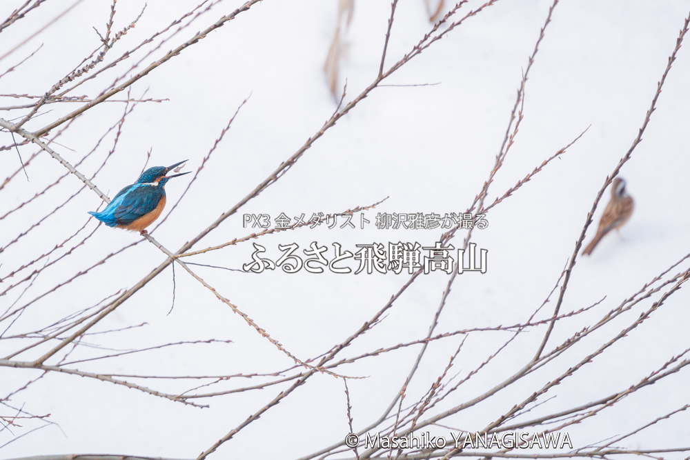 　撮影・柳沢雅彦