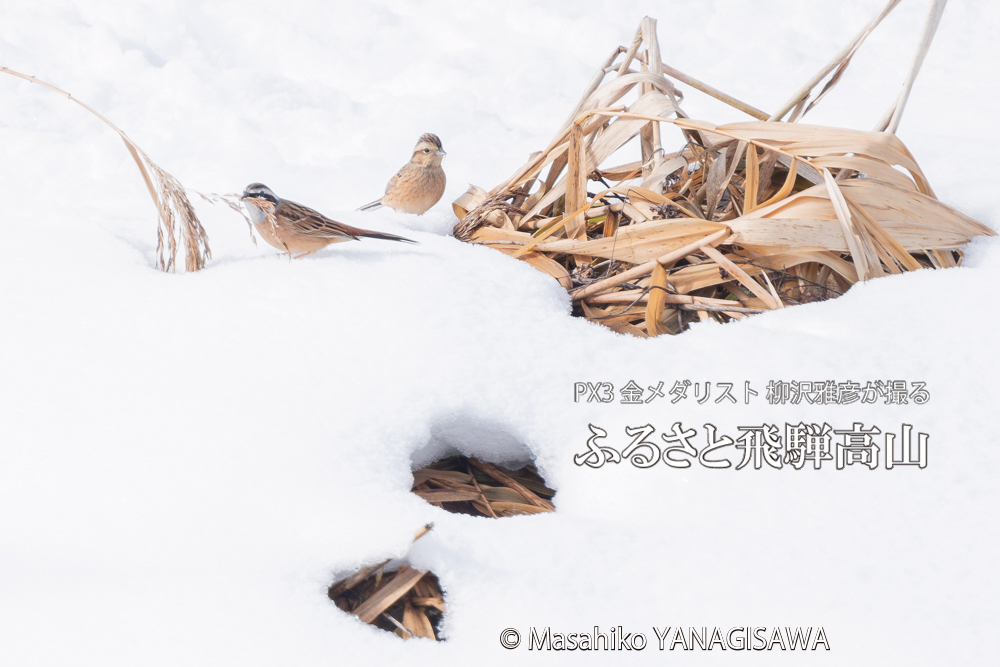 　撮影・柳沢雅彦