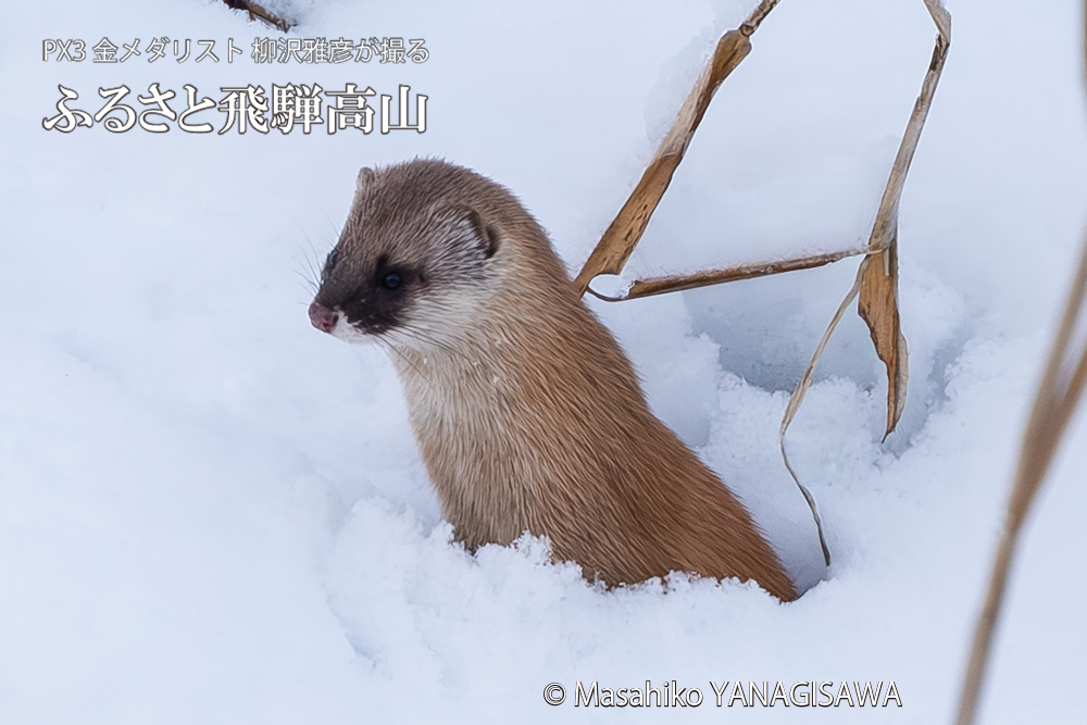 　撮影・柳沢雅彦