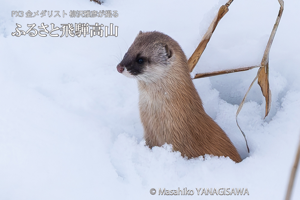 　撮影・柳沢雅彦