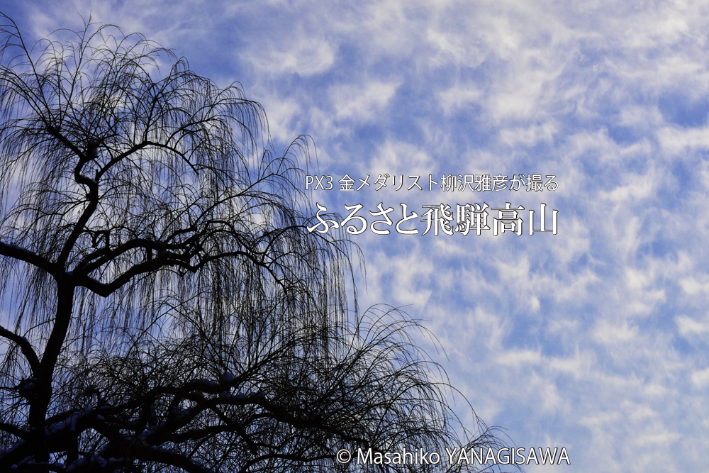 冬の飛騨高山(宮川河畔のヤナギ)　撮影・柳沢雅彦