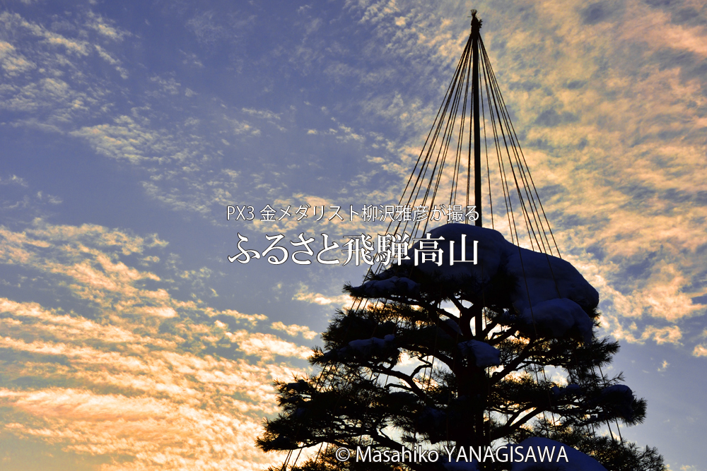 冬の飛騨高山(樹木を守る雪つり)　撮影・柳沢雅彦