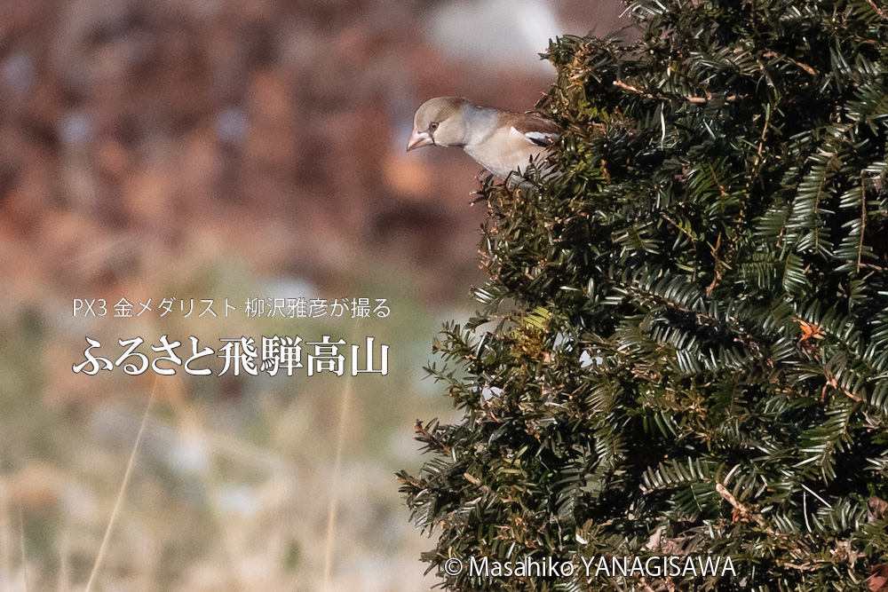 冬の飛騨高山(ポカポカ陽気に顔を出したシメ)　撮影・柳沢雅彦