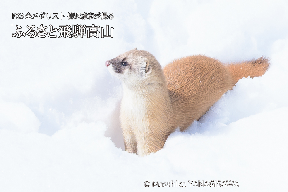 　撮影・柳沢雅彦