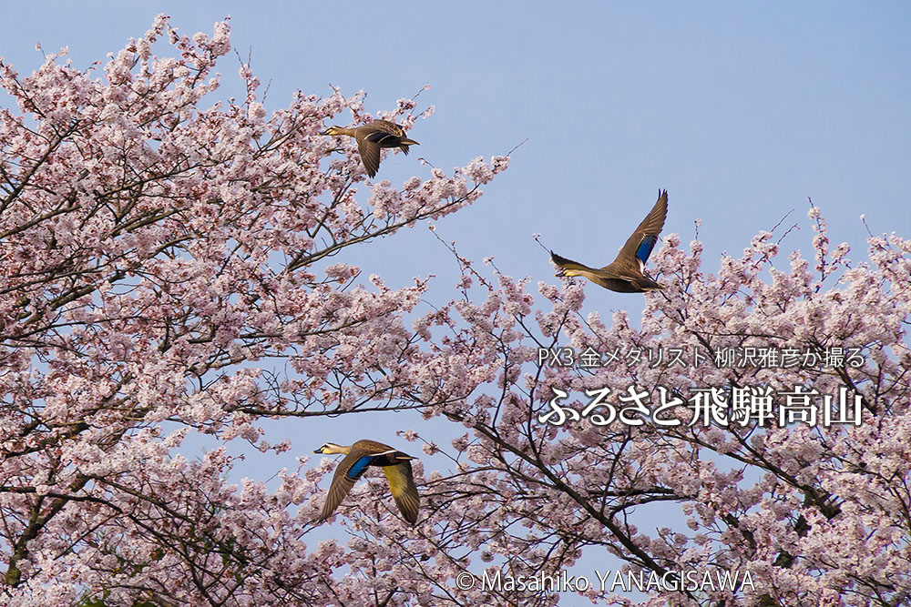 桜で彩られた春の飛騨高山(カルガモ)撮影・柳沢雅彦