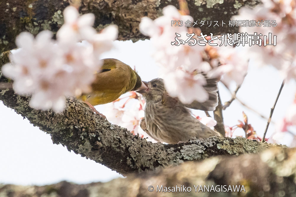 桜で彩られた春の飛騨高山(カワラヒワの親子)　撮影・柳沢雅彦