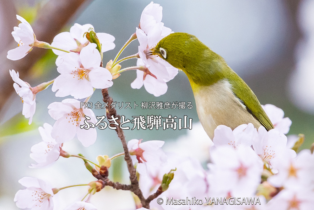 桜で彩られた春の飛騨高山(メジロ)　撮影・柳沢雅彦