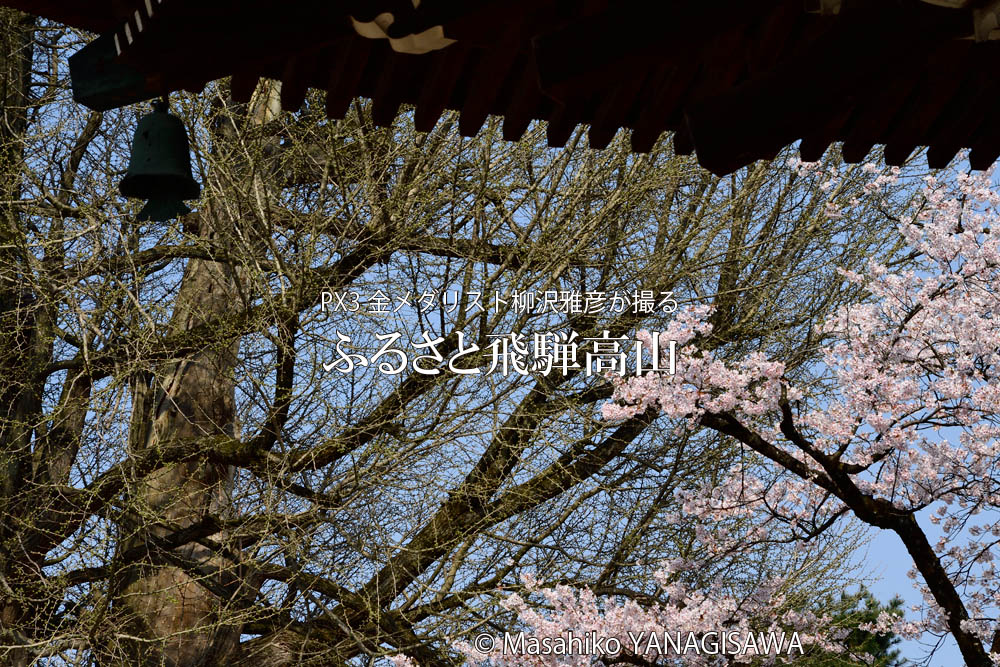 桜で彩られた春の飛騨高山　撮影・柳沢雅彦