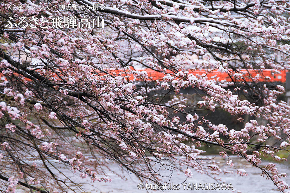 戻り寒波で冠雪した飛騨高山の桜の花　撮影・柳沢雅彦