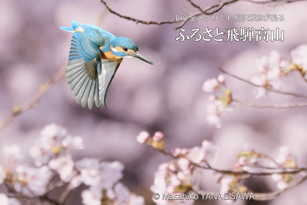 　撮影・柳沢雅彦