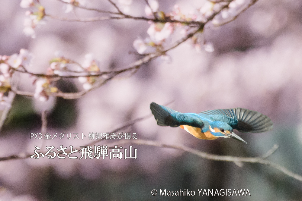 　撮影・柳沢雅彦