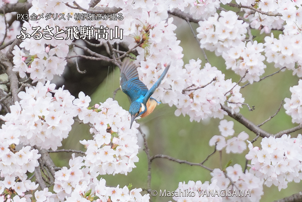 　撮影・柳沢雅彦