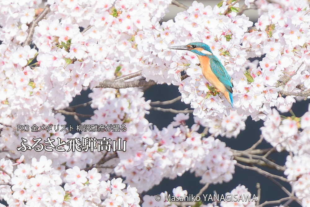 　撮影・柳沢雅彦