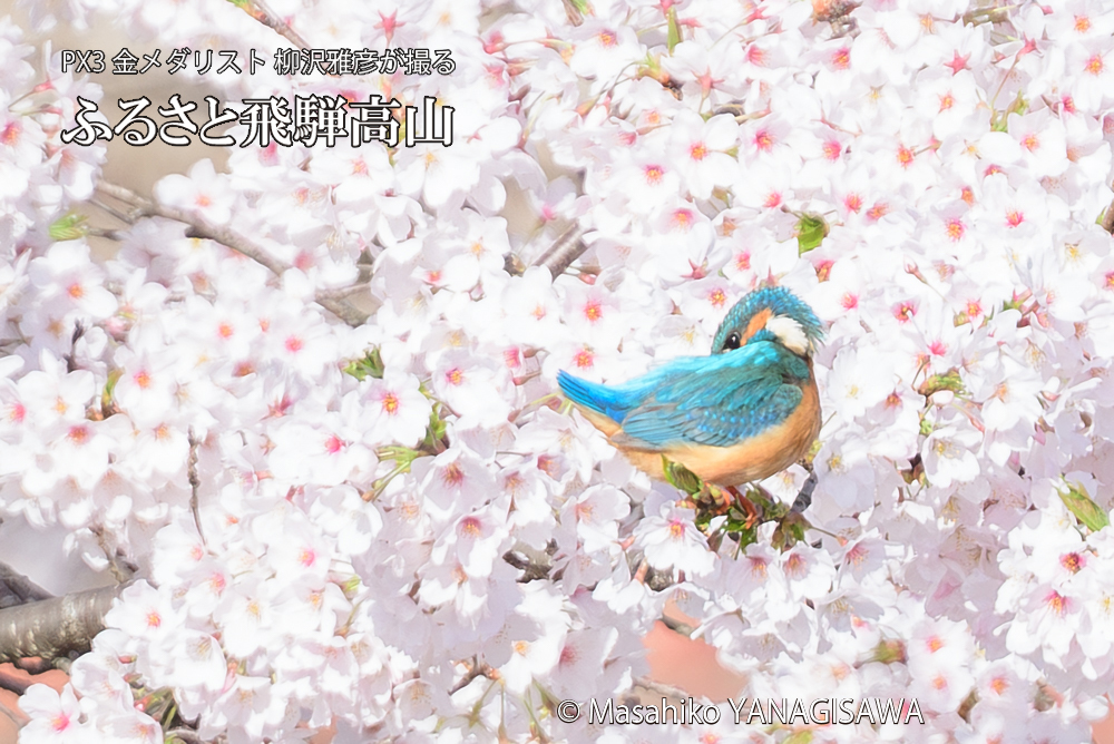 　撮影・柳沢雅彦