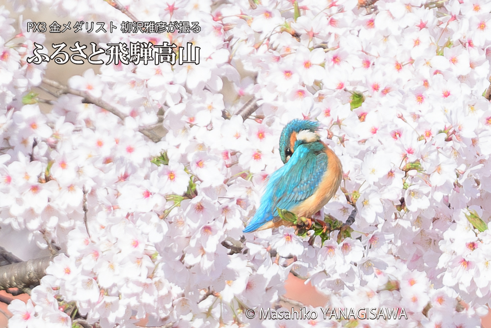 　撮影・柳沢雅彦