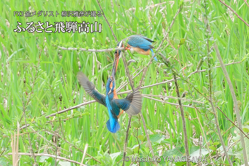 　撮影・柳沢雅彦