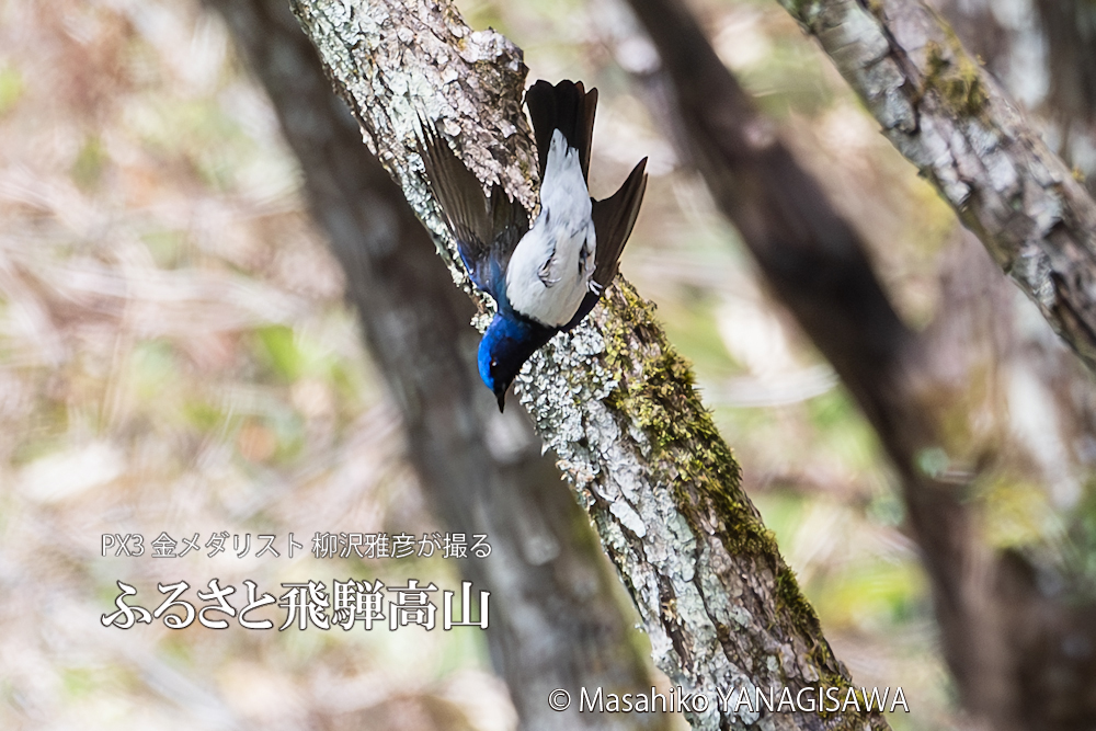 　撮影・柳沢雅彦