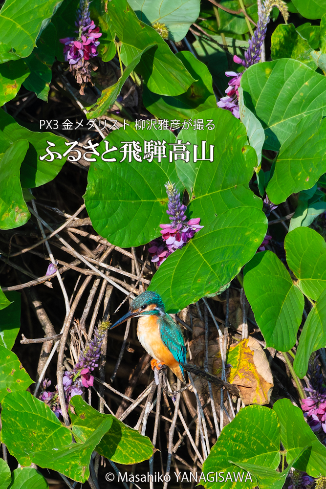 　撮影・柳沢雅彦