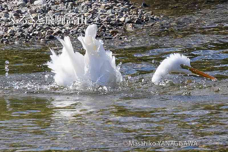 晩夏の飛騨高山(ダイサギの水浴び)　撮影・柳沢雅彦