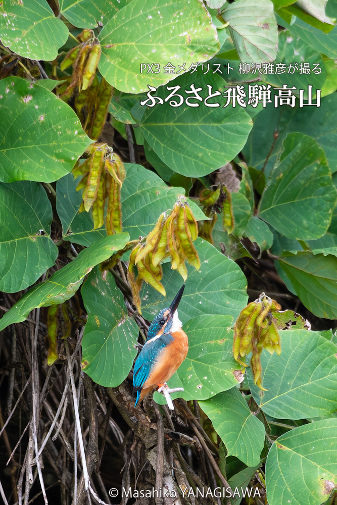 　撮影・柳沢雅彦