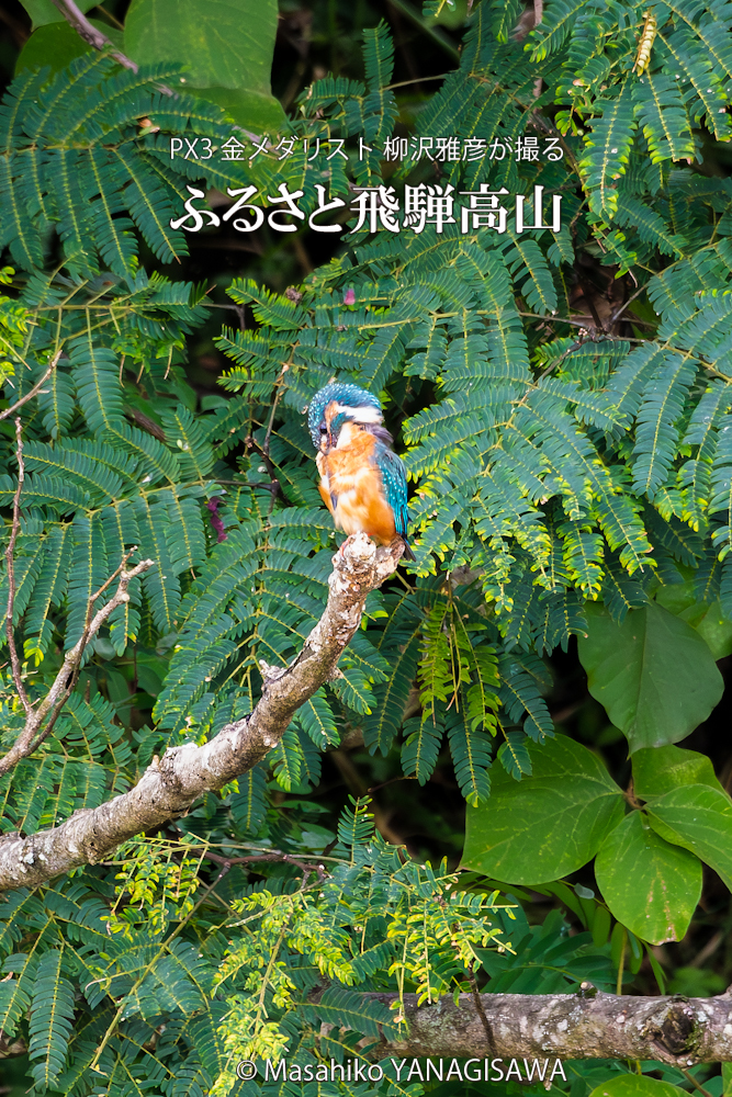 　撮影・柳沢雅彦