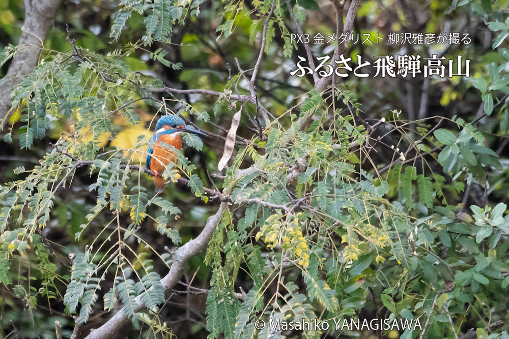 　撮影・柳沢雅彦