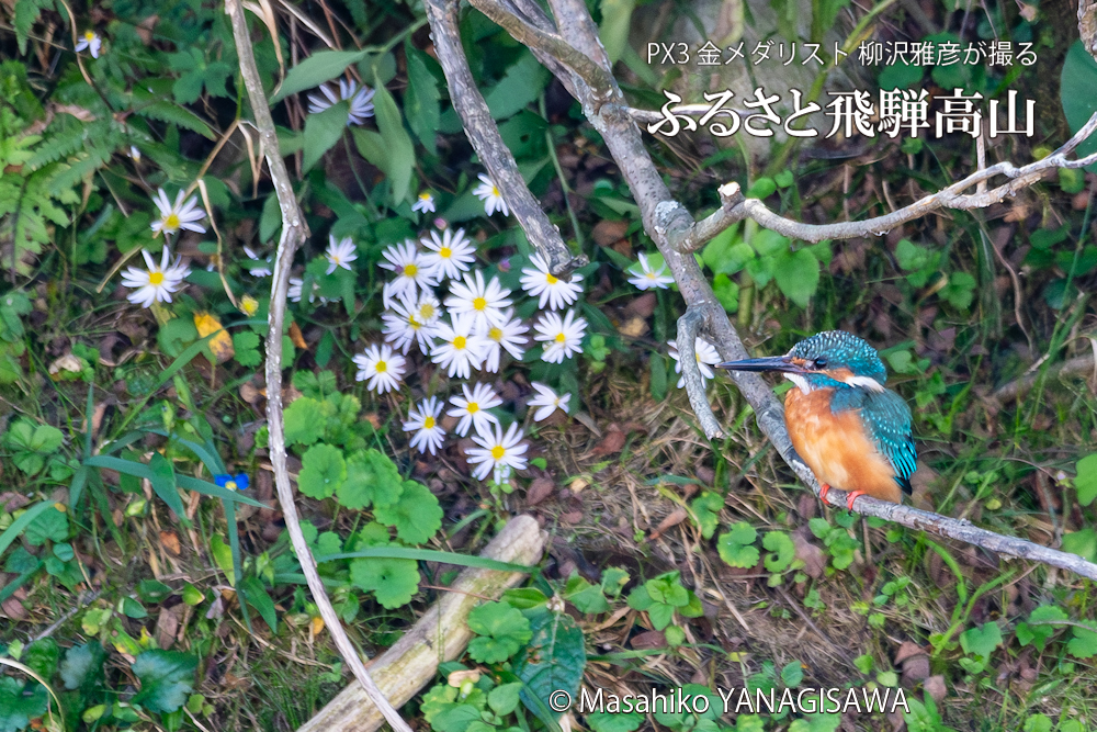 　撮影・柳沢雅彦