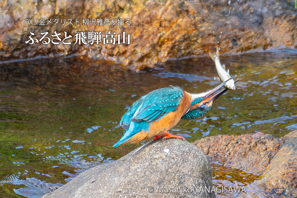 　撮影・柳沢雅彦