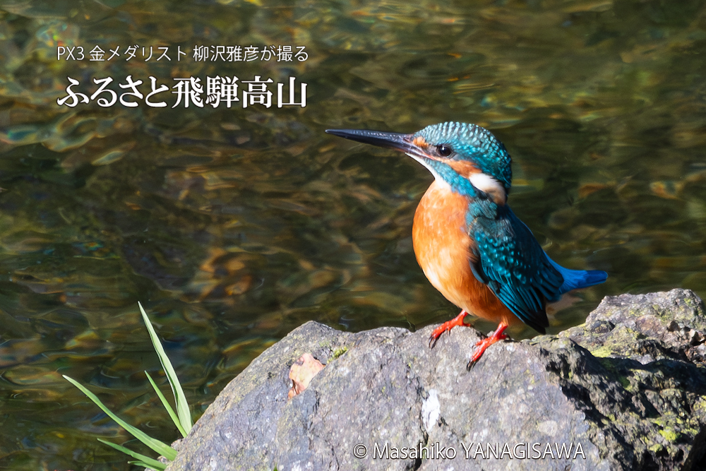 　撮影・柳沢雅彦