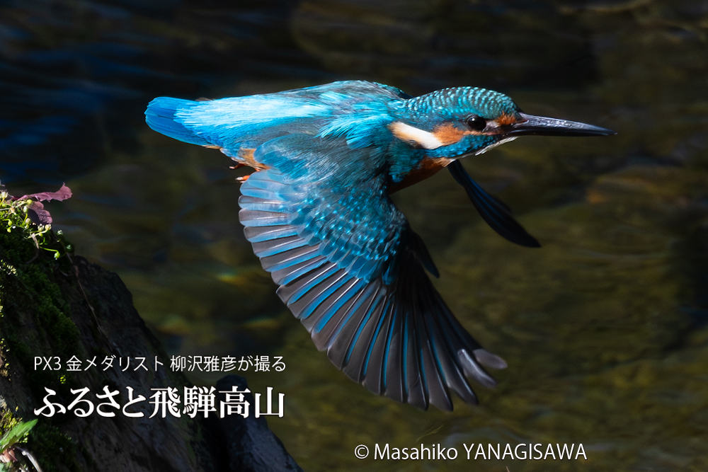 　撮影・柳沢雅彦