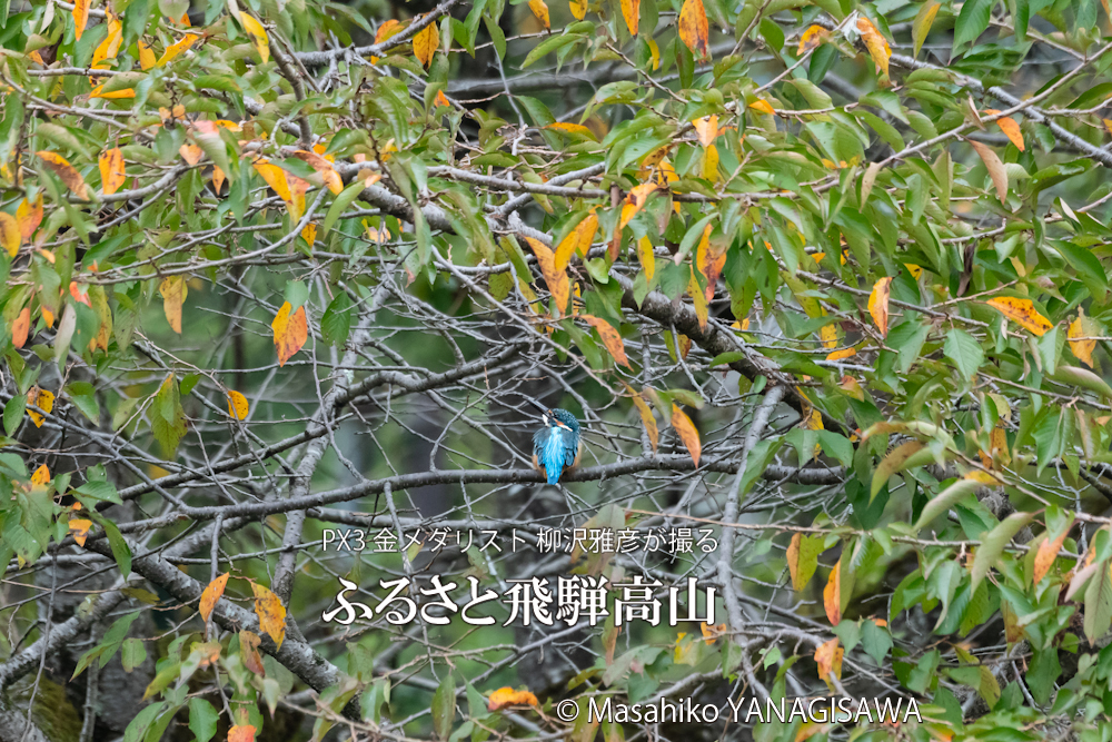 　撮影・柳沢雅彦