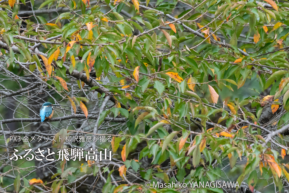 　撮影・柳沢雅彦