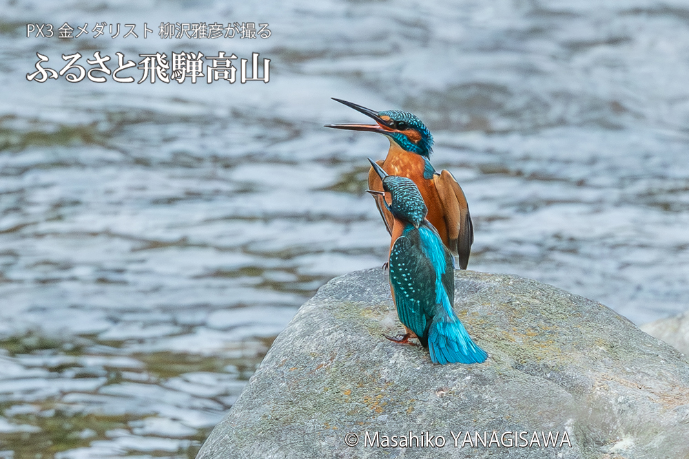 　撮影・柳沢雅彦