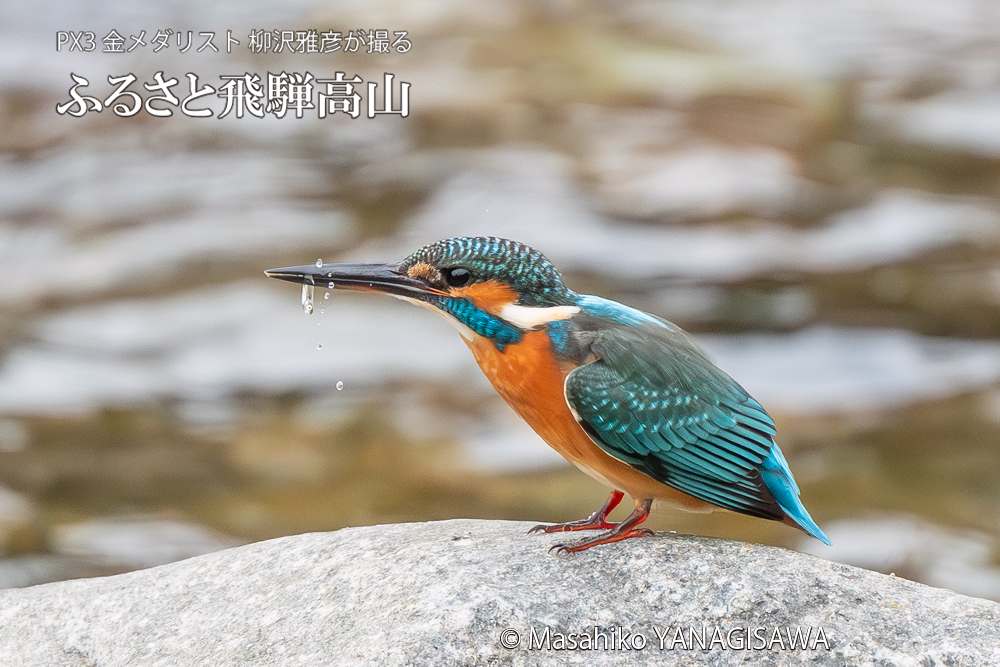 　撮影・柳沢雅彦